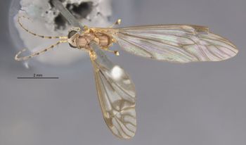Media type: image;   Entomology 10281 Aspect: habitus dorsal view